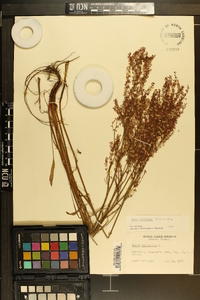 Rumex hastatulus image