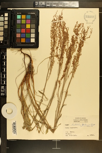 Rumex hastatulus image