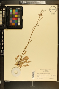 Rumex hastatulus image