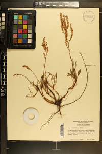 Rumex hastatulus image