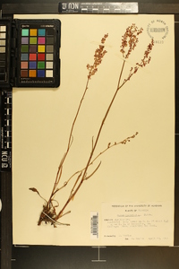 Rumex hastatulus image