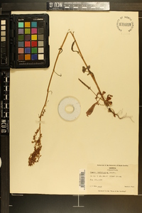 Rumex hastatulus image