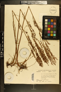 Rumex hastatulus image