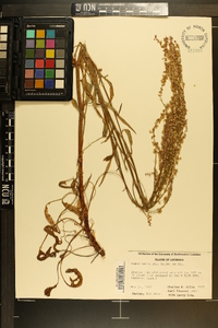 Rumex hastatulus image