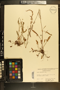 Rumex hastatulus image