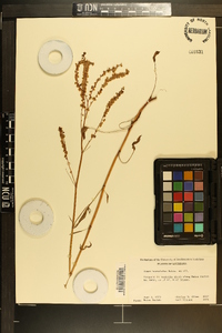 Rumex hastatulus image