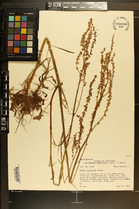 Rumex hastatulus image