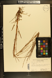 Rumex hastatulus image