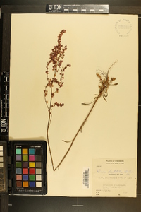 Rumex hastatulus image