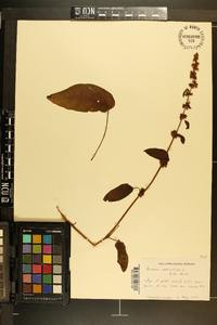 Rumex obtusifolius image