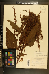 Rumex obtusifolius image