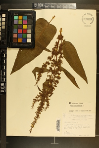 Rumex obtusifolius image