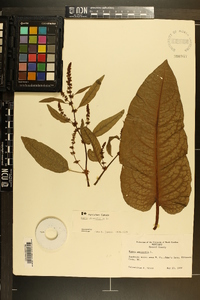 Rumex obtusifolius image