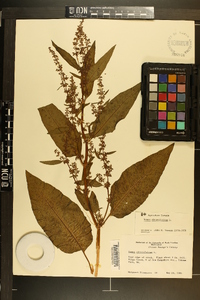 Rumex obtusifolius image