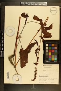 Rumex obtusifolius image