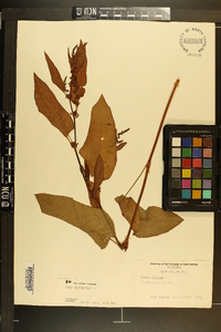 Rumex obtusifolius image