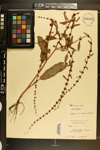 Rumex pulcher image