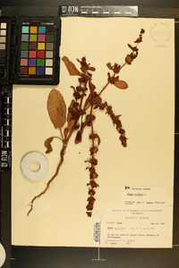 Rumex pulcher image