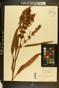 Rumex verticillatus image