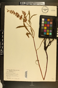 Rumex verticillatus image