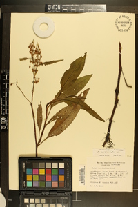 Rumex verticillatus image