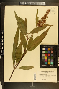 Rumex verticillatus image