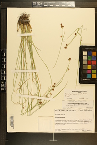 Rhynchospora pinetorum image