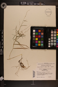 Muhlenbergia schreberi image