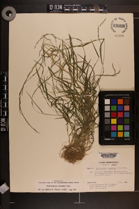 Muhlenbergia schreberi image