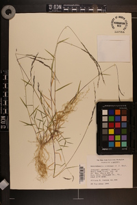 Muhlenbergia schreberi image