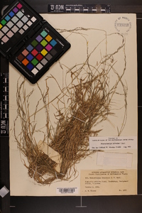 Muhlenbergia schreberi image