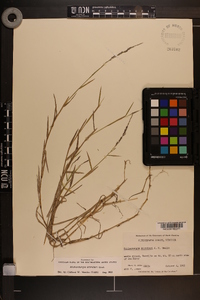 Muhlenbergia schreberi image