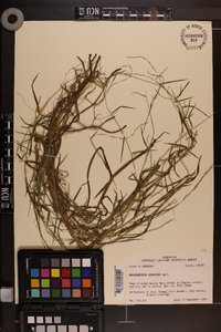 Muhlenbergia schreberi image