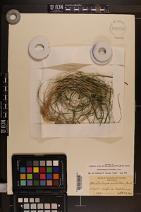 Muhlenbergia schreberi image