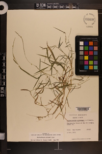 Muhlenbergia schreberi image