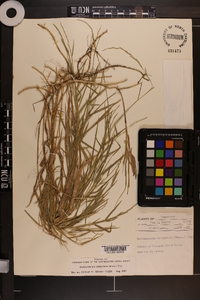 Muhlenbergia sobolifera image