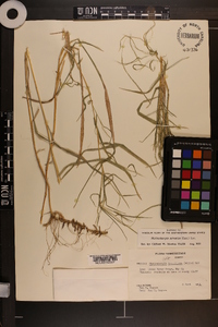 Muhlenbergia sobolifera image