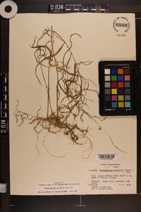 Muhlenbergia sylvatica image