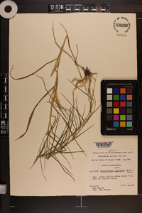 Muhlenbergia sylvatica image