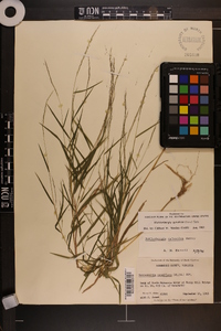 Muhlenbergia sylvatica image