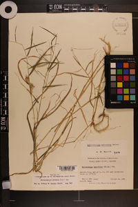 Muhlenbergia sylvatica image