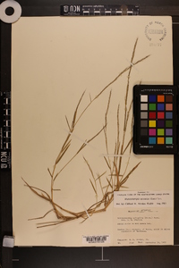 Muhlenbergia sylvatica image