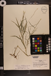 Muhlenbergia sylvatica image