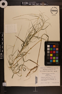 Muhlenbergia sylvatica image