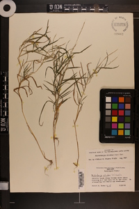 Muhlenbergia sylvatica image