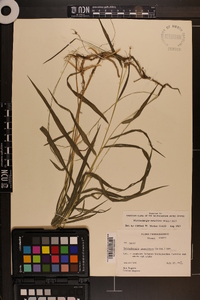 Muhlenbergia tenuiflora image