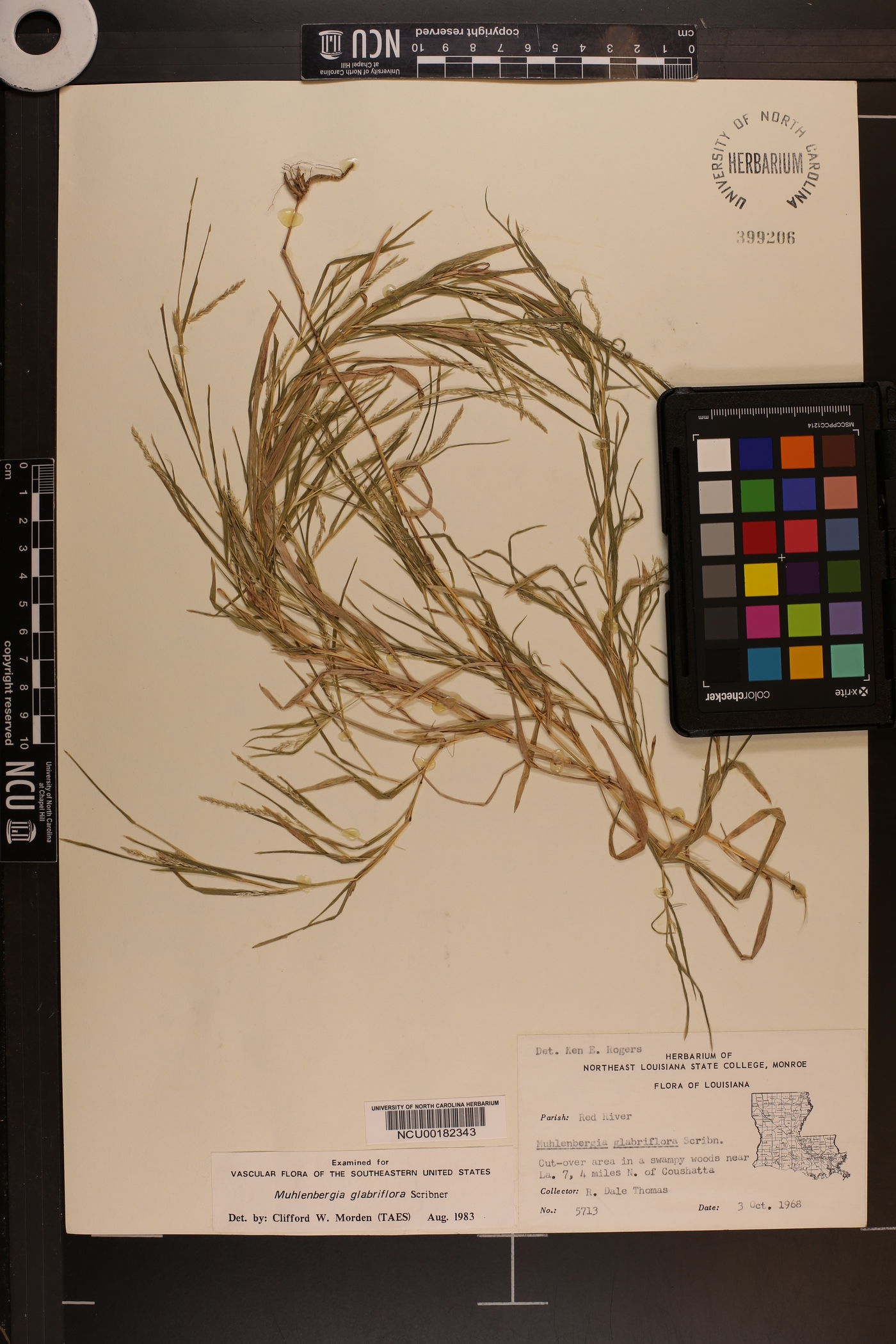 Muhlenbergia glabriflora image