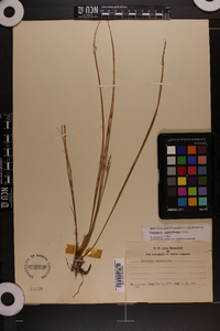 Oryzopsis asperifolia image