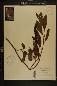 Rumex altissimus image