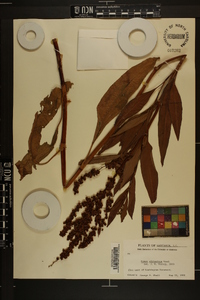 Rumex altissimus image